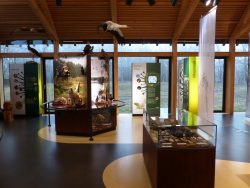 Tiere des Riedes in der Ausstellung des Naturschutzzentrums Wilhelmsdorf