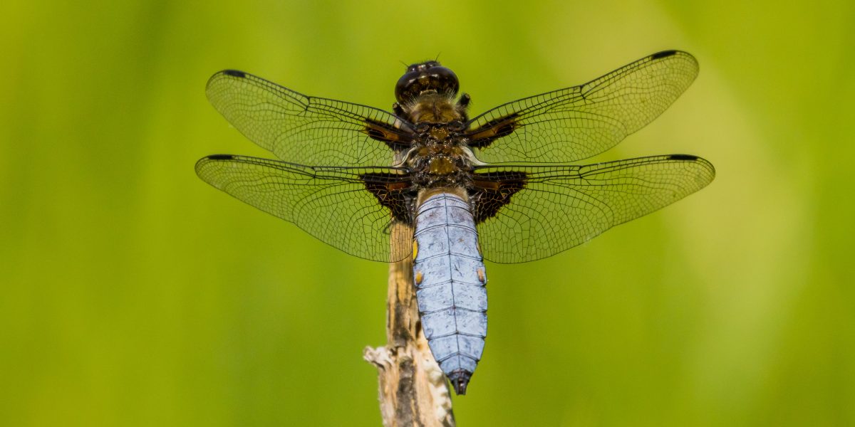 große blaue Libelle auf Ast