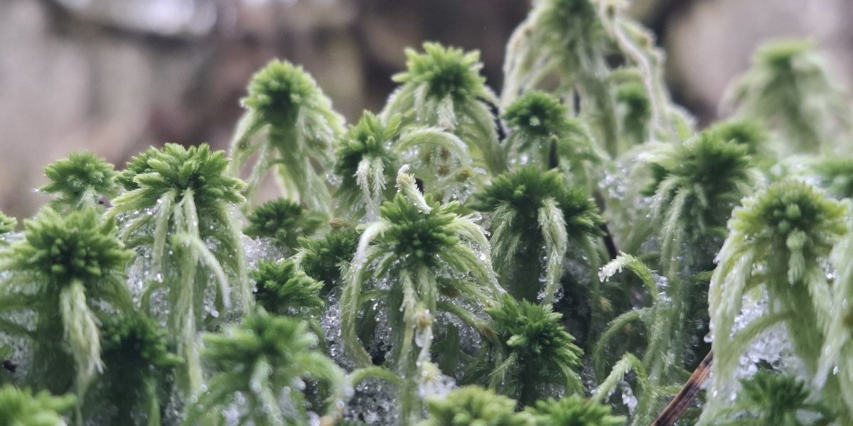 Torfmoose in Nahaufnahme mit Raufreif