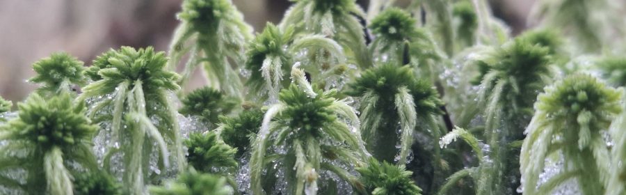 Torfmoose in Nahaufnahme mit Raufreif