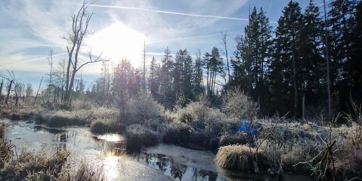 Winterstimmung im Pfrunger-Burgweiler Ried