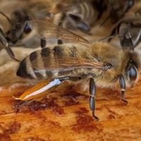 Vortrag Propolis Honigbiene