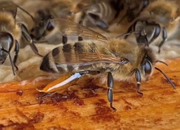 Vortrag Bienenwelten Propolis