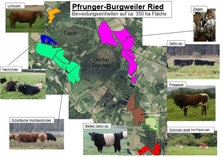 Übersicht über die Beweidungseinheiten im Pfrunger-Burgweiler Ried und die verschiedenen Rinderrassen