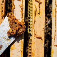 Vortrag Propolis Waben