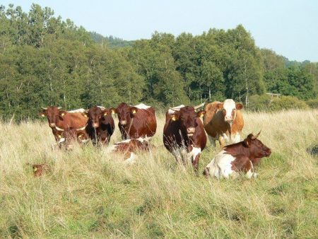 Beweidung Pfrunger-Burgweiler Ried Herde Fleckvieh