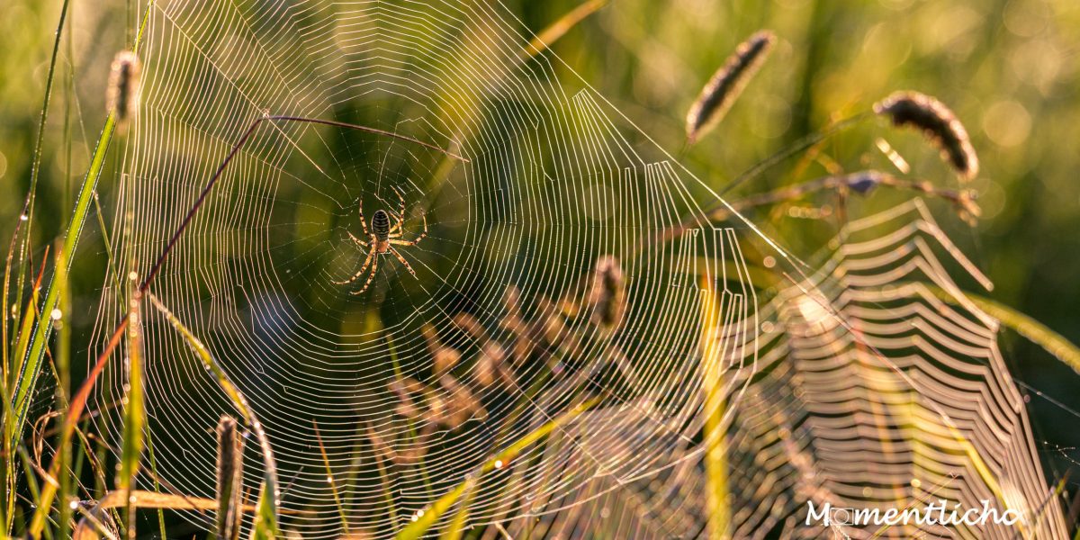 Spinne im Netz im Gegenlicht Naturschutzzentrum Wilhelmsdorf