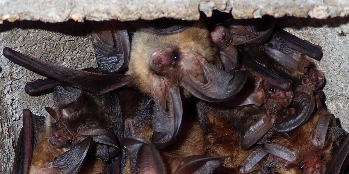 Fledermaus Braunes Langohr Martin Trautmann