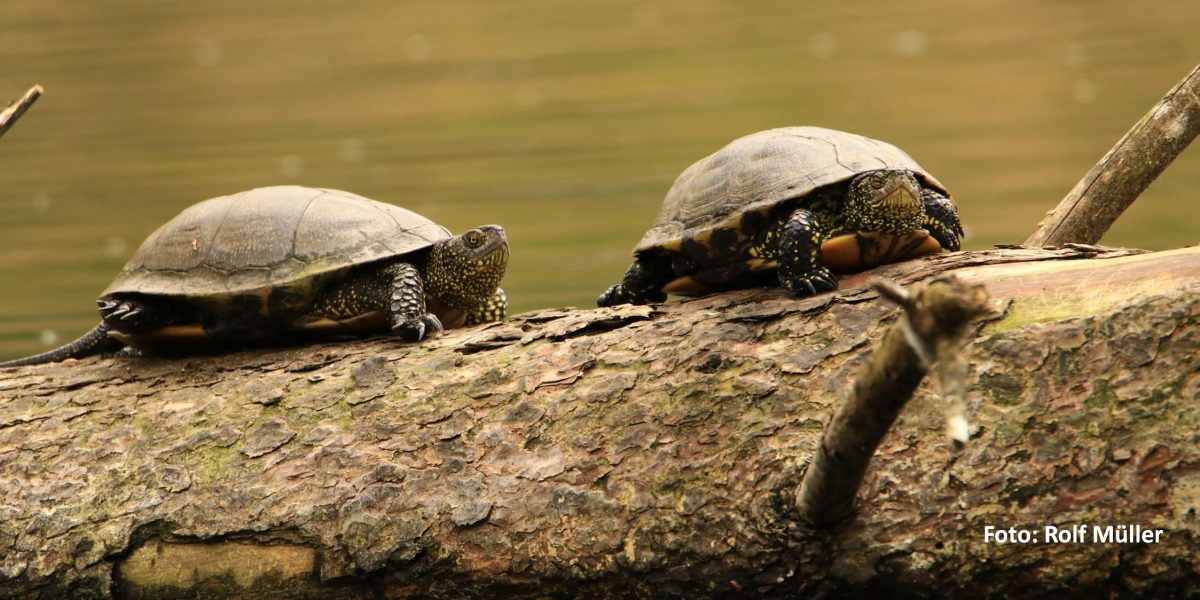 Europäische Sumpfschildkröte auf Ast im Pfrunger-Burgweiler Ried