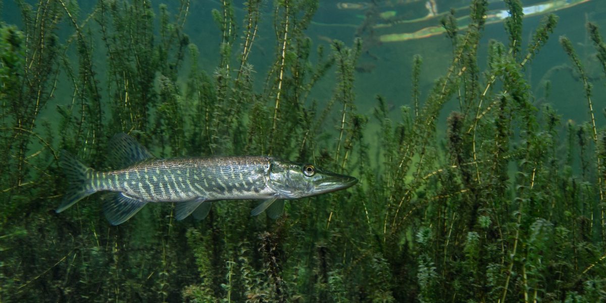 Rolf Pfänder Unterwasserwelten; Bild zeigt einen schwimmenden Hecht mit Wasserpflanzen unter der spiegelnden Wasseroberfläche
