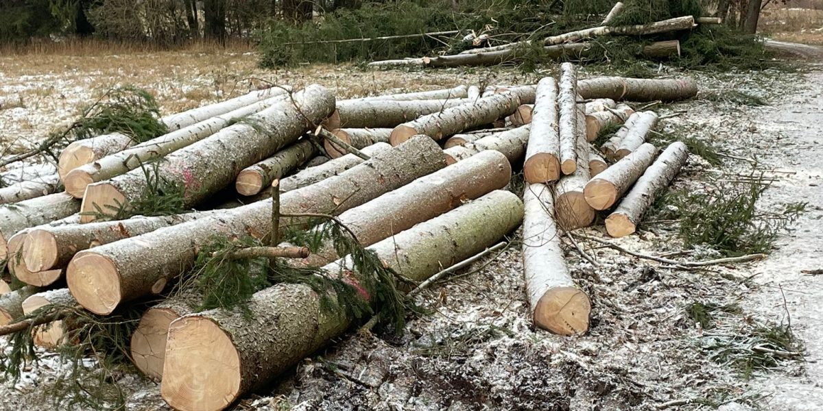 Pflegearbeiten im Pfrunger-Burgweiler Ried gefällte Fichtenstämme liegen am Wegrand