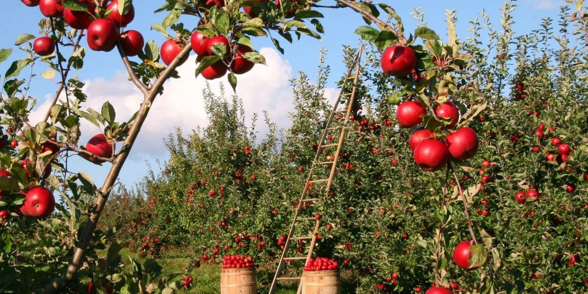 Obstgarten mit Apfelbäumen und Leiter Workshop am Naturschutzzentrum Wilhelmsdorf zum Obstgehölzschnitt