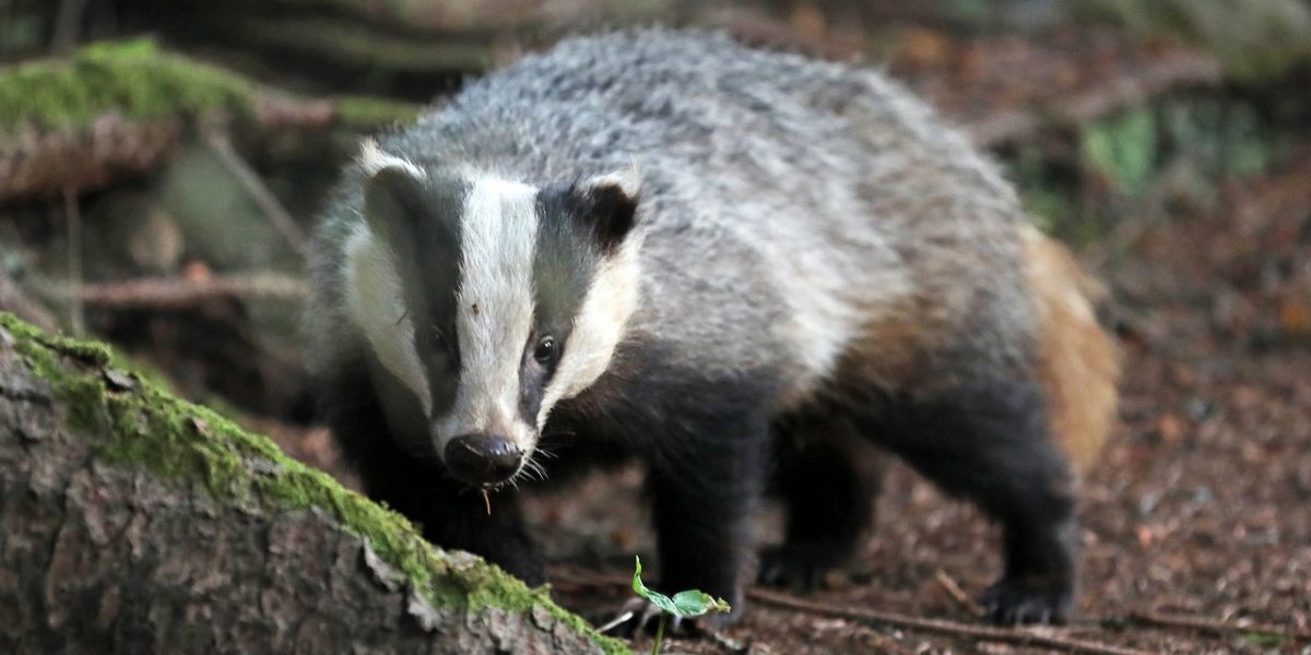 Dach Naturschutzzentrum Wilhelmsdorf