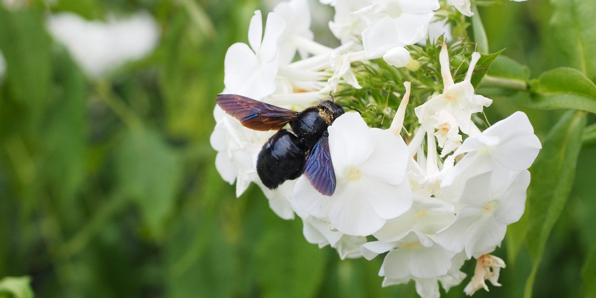 Schwarze Holzbiene (Xylocopa violacea) Ferienprogramm Wildbienen im Naturschutzzentrum Wilhelmsdorf Das Bild zeigt eine Blauschwarze Holzbiene an einer weißen Blüte.
