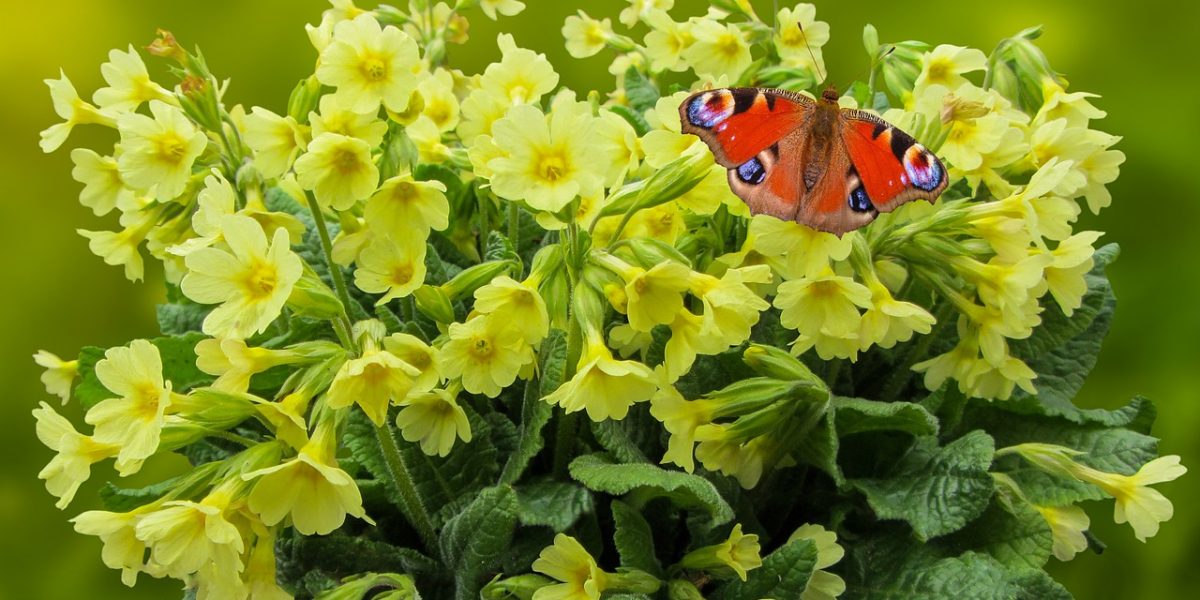 Märchen im Frühling mit Elvira Mießner im Naturschutzzentrum Wilhlemsdorf, Bild zeigt Schlüsselblume und einen Schmetterling