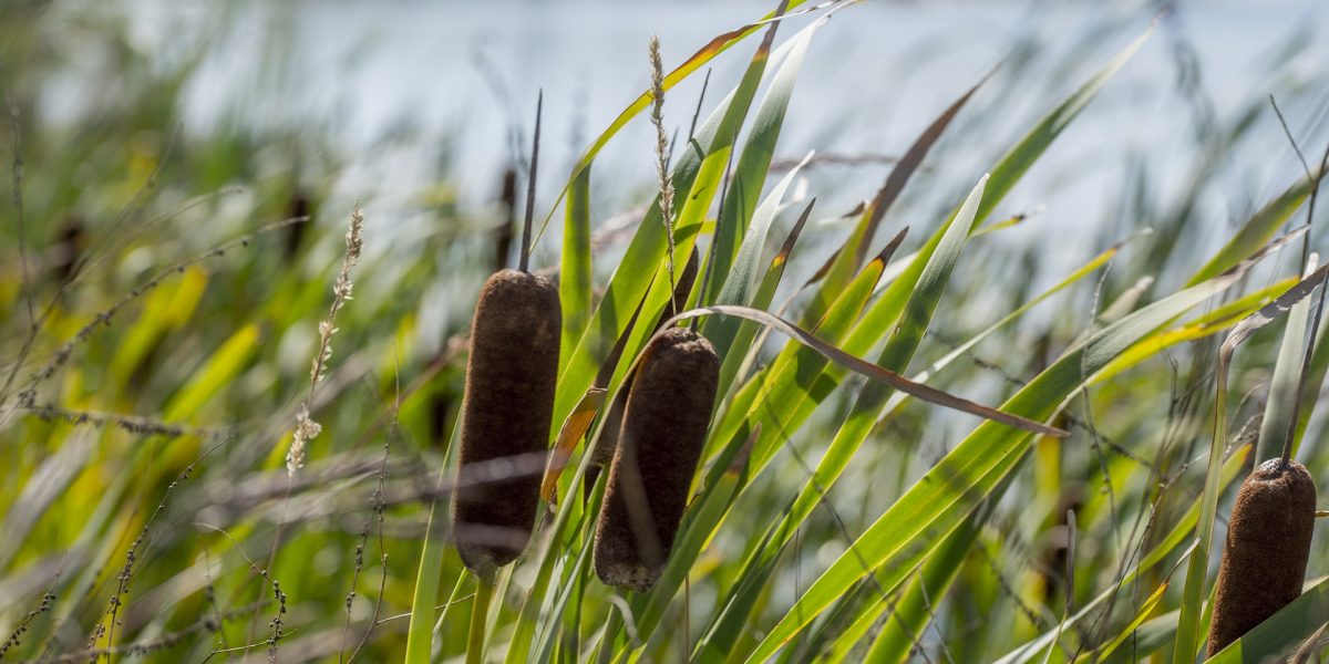 Paludikultur: nasse Bewirtschaftung von Moorböden, Bild zeigt Rohrkolbenpflanzen